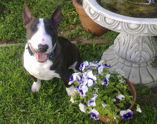 Morris Calendar 2009