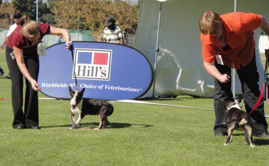 Minis in 


the show ring
