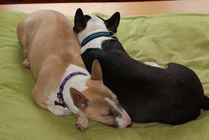 Yin Yang minibullies